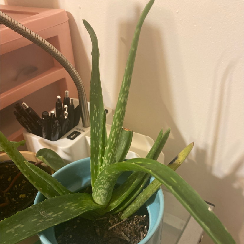 Aloe vera plant photo by @lillymilly02 named Barnaby on Greg, the plant care app.