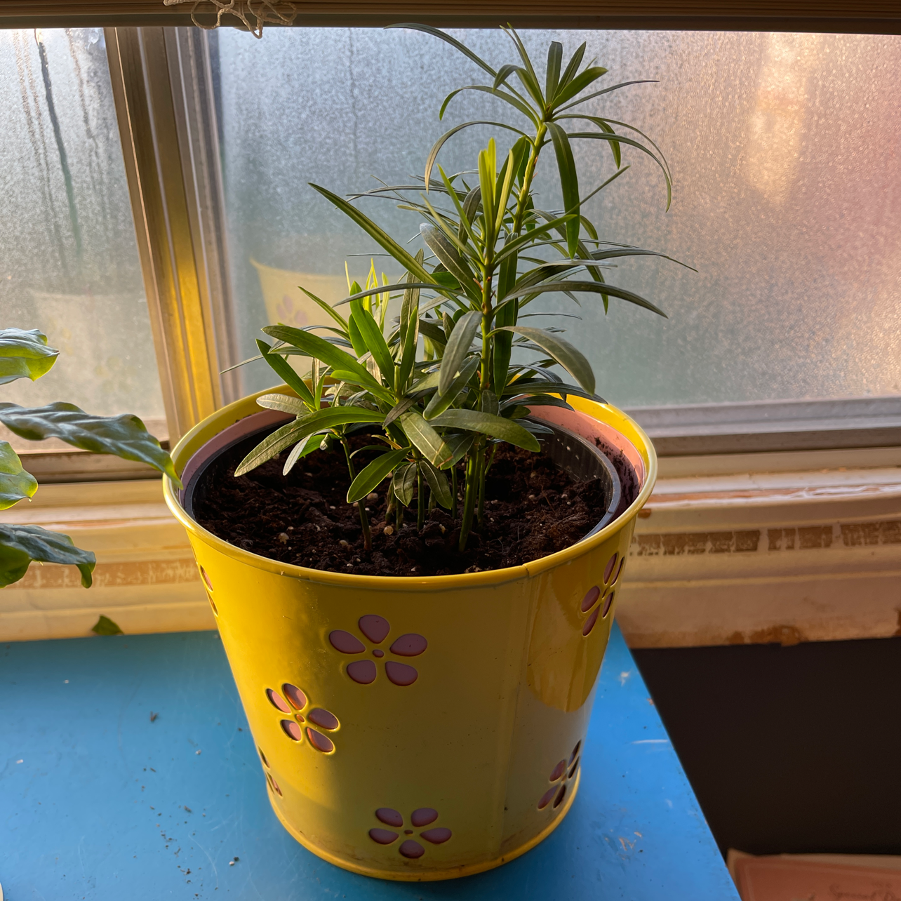 Podocarpus plant in a yellow pot with purple flowers, placed on a blue surface near a window.