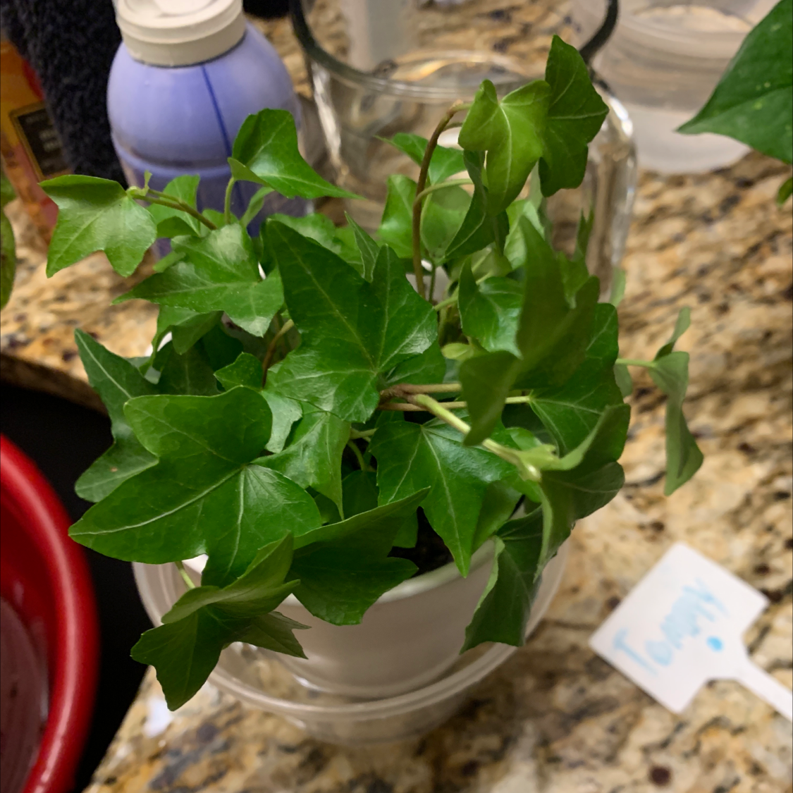 English Ivy plant photo by Kyrste named Tommy on Greg, the plant care app.