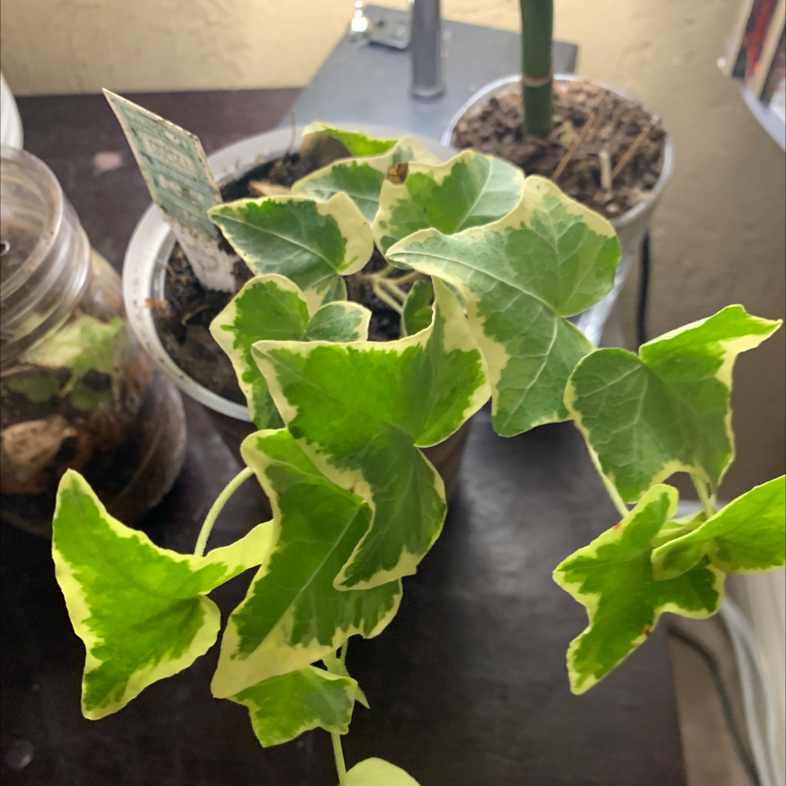 English Ivy plant photo by Kyrste named Grape on Greg, the plant care app.
