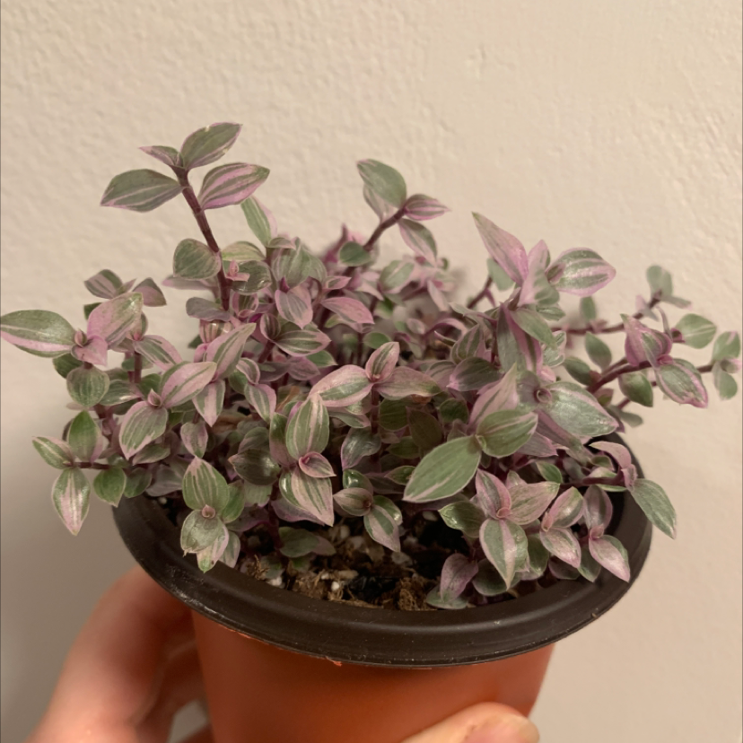 Callisia Pink Panther plant in a small pot, held by a hand.