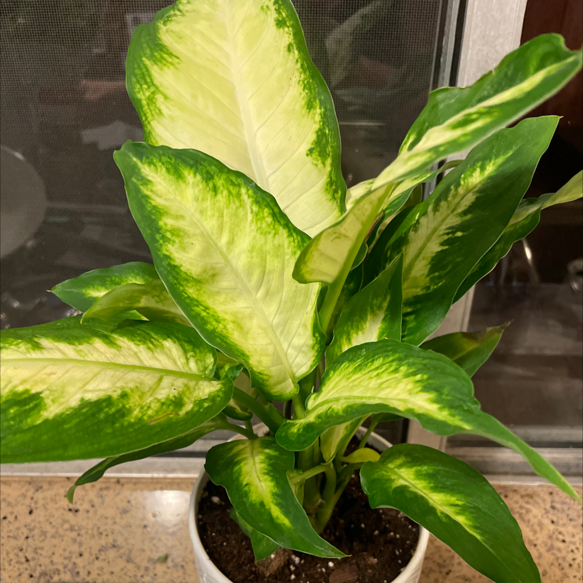 Dieffenbachia 'Camille' plant with variegated leaves in a pot, soil visible.