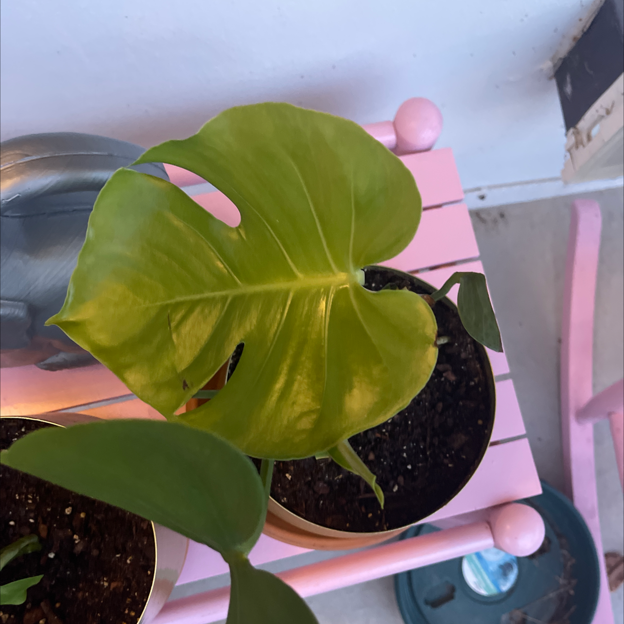 Monstera plant photo by @Plantvannah named Monster in Rehab on Greg, the plant care app.