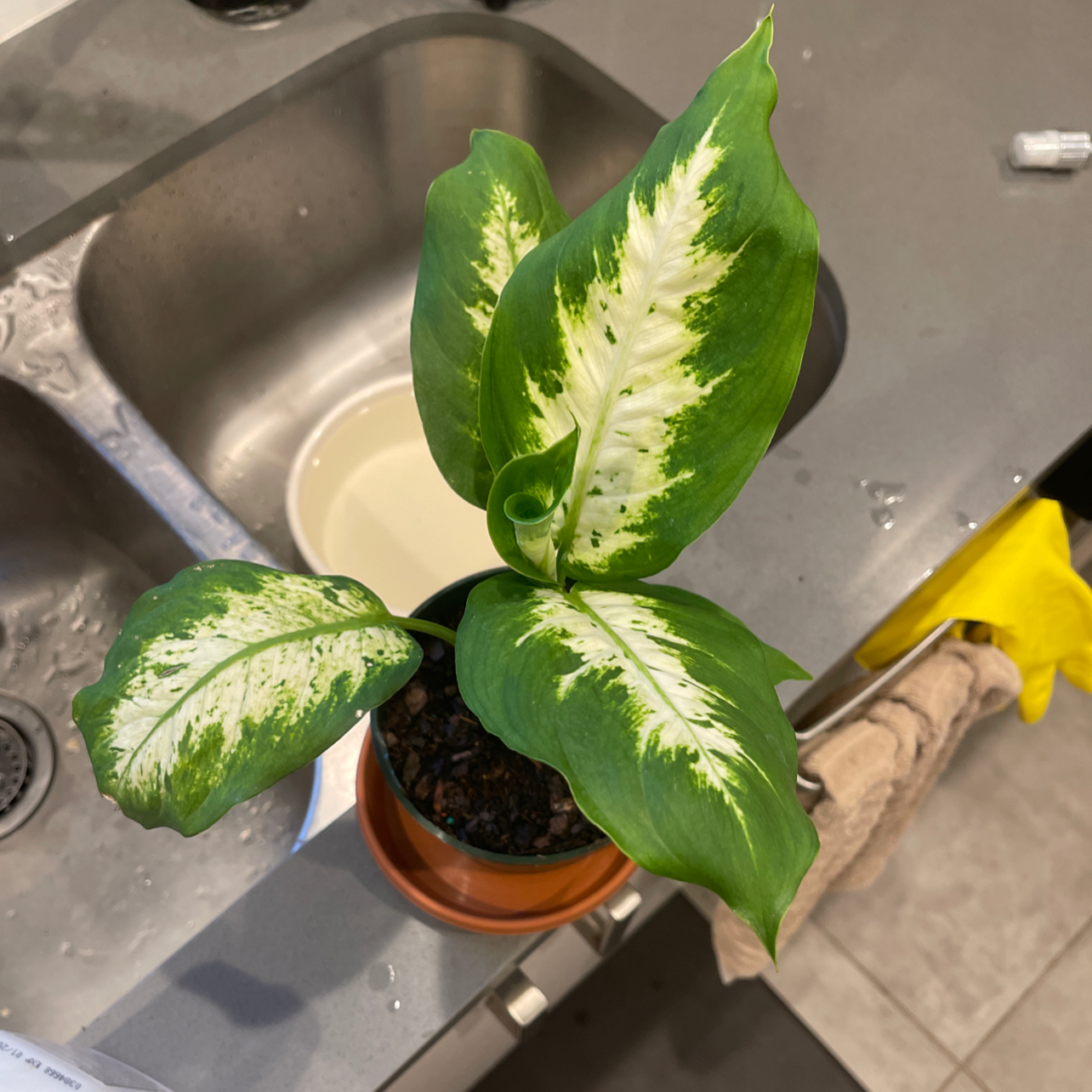Dieffenbachia plant photo by @Plantvannah named Sol on Greg, the plant care app.