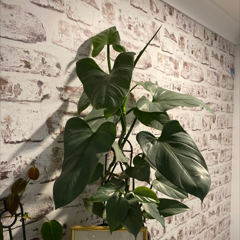 Philodendron Hastatum plant photo by Michaela named silvy on Greg, the plant care app.