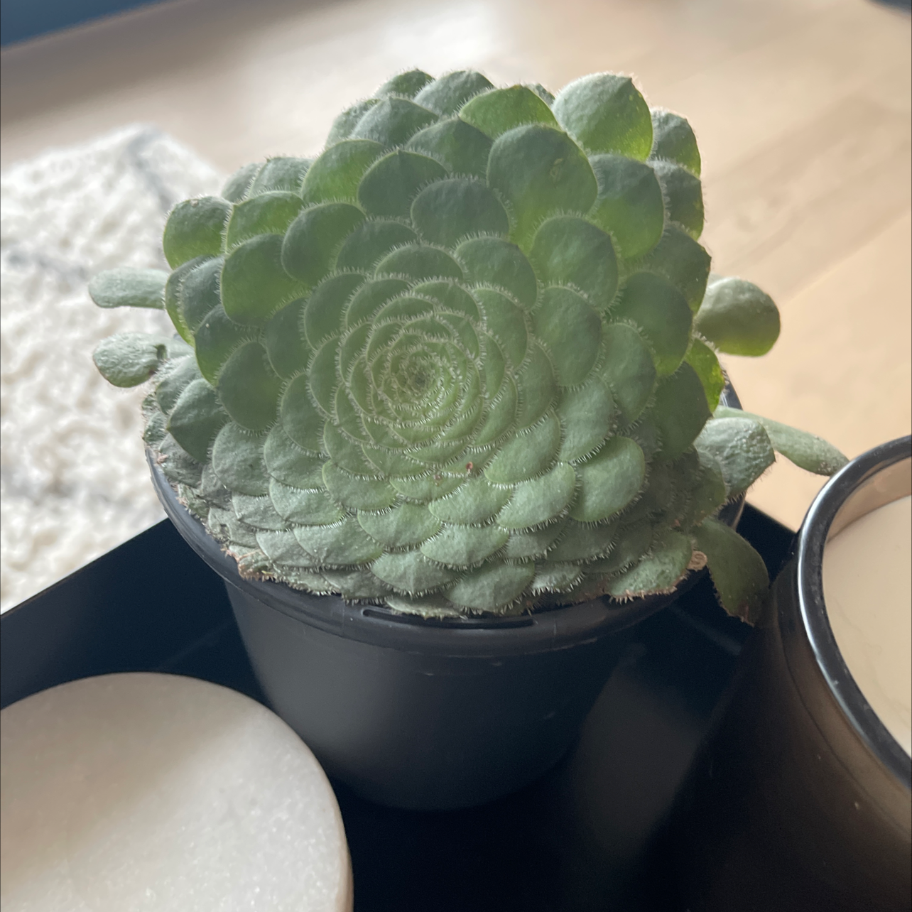 Photo of the plant species Aeonium Hime Meikyou by Sacha named Spiro on Greg, the plant care app