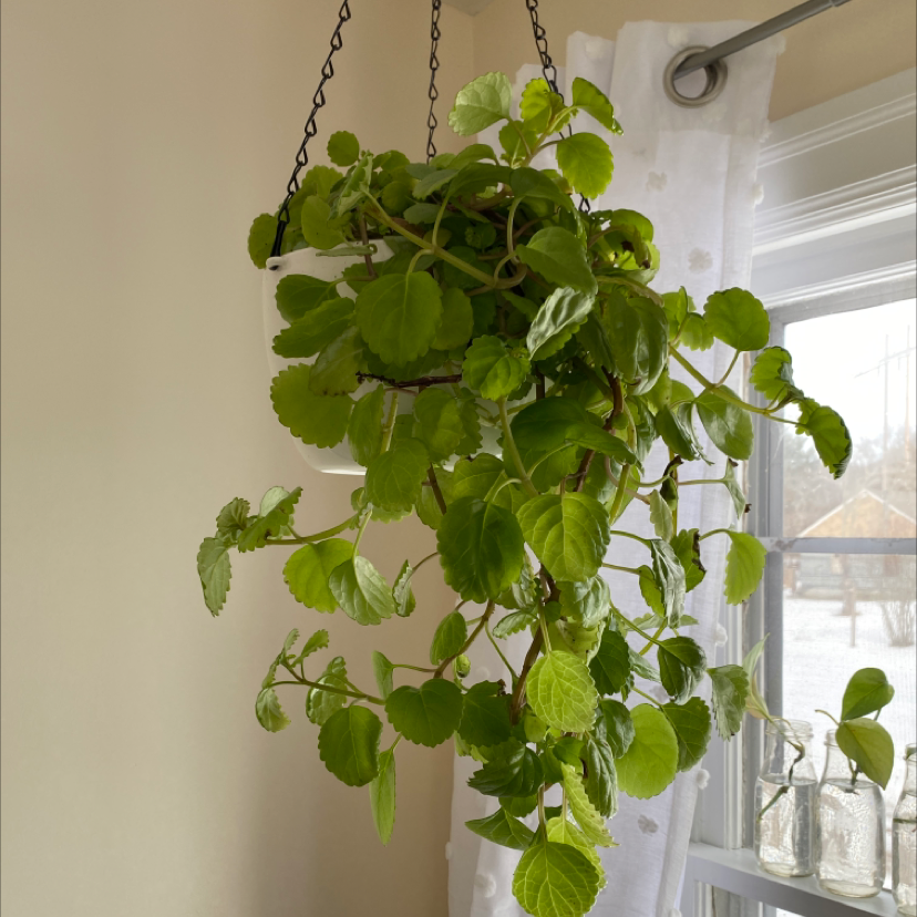 Hanging Swedish Ivy plant with green leaves near a window.