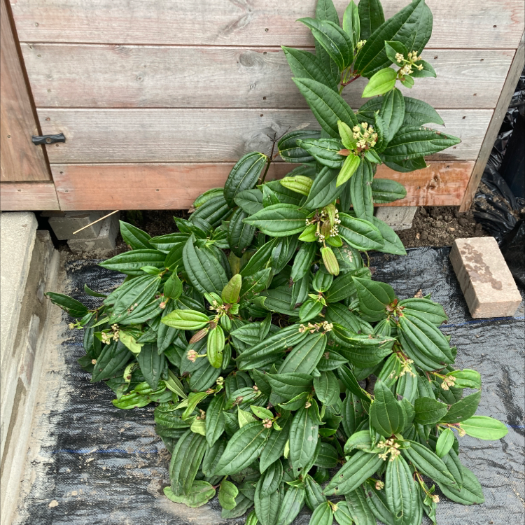 Photo of the plant species David viburnum by Katie named Bertha on Greg, the plant care app