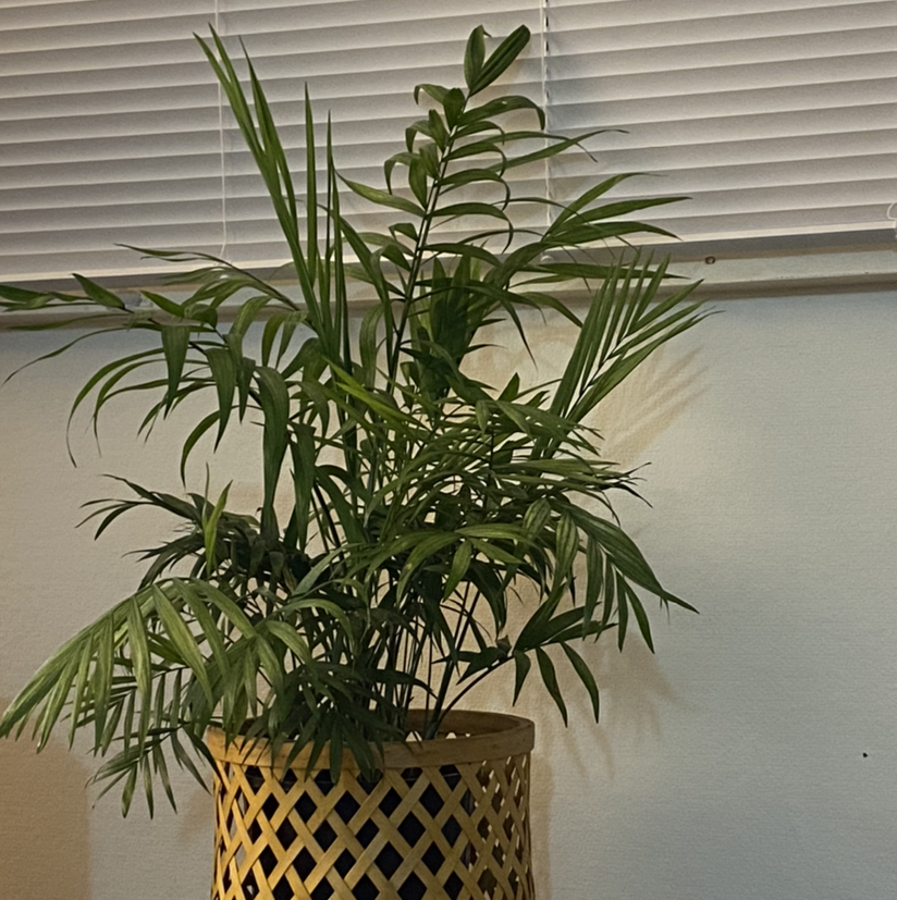 Parlour Palm plant photo by Max named Plant friend on Greg, the plant care app.