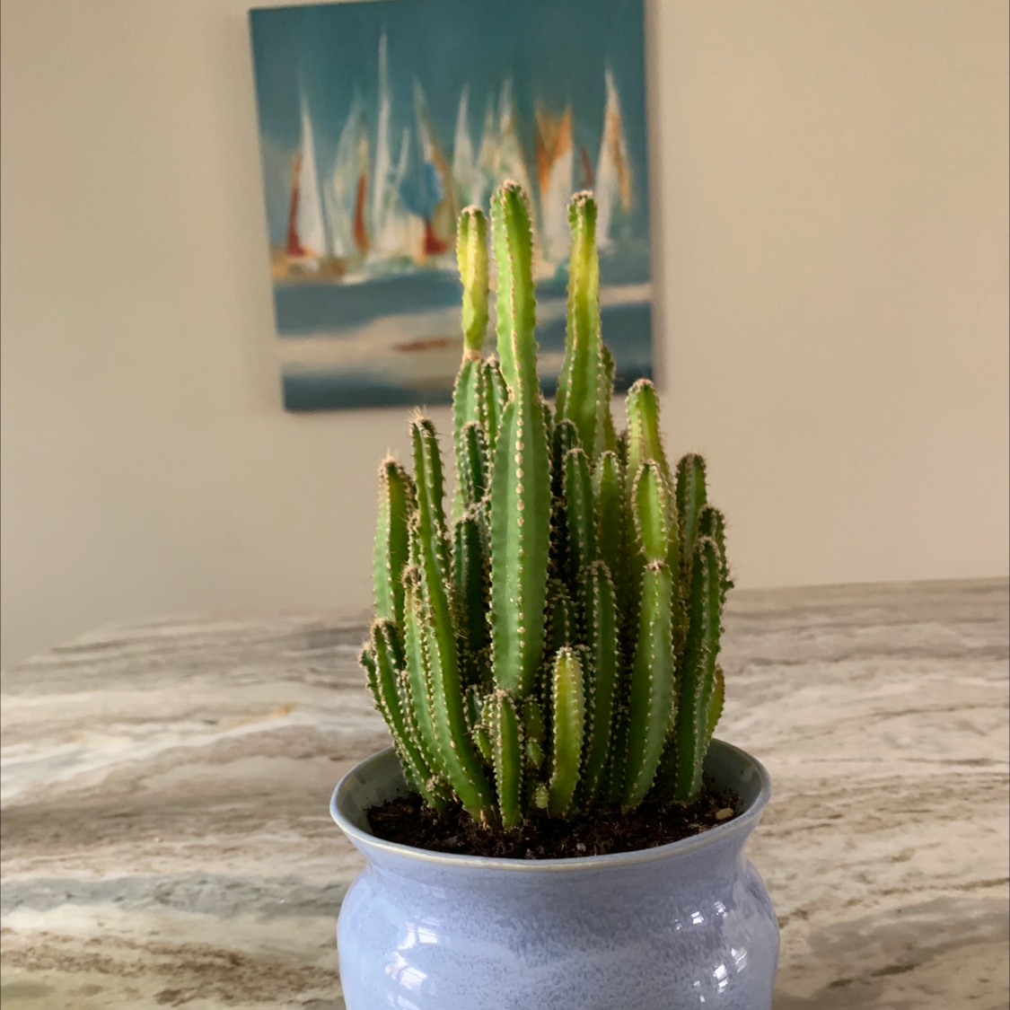 Fairy Castle Cactus plant photo by @no_thumbs named minerva on Greg, the plant care app.