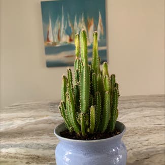 Fairy Castle Cactus plant in South Kingstown, Rhode Island
