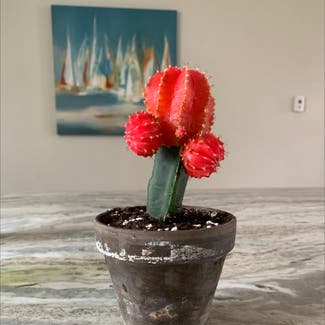 Moon Cactus plant in South Kingstown, Rhode Island