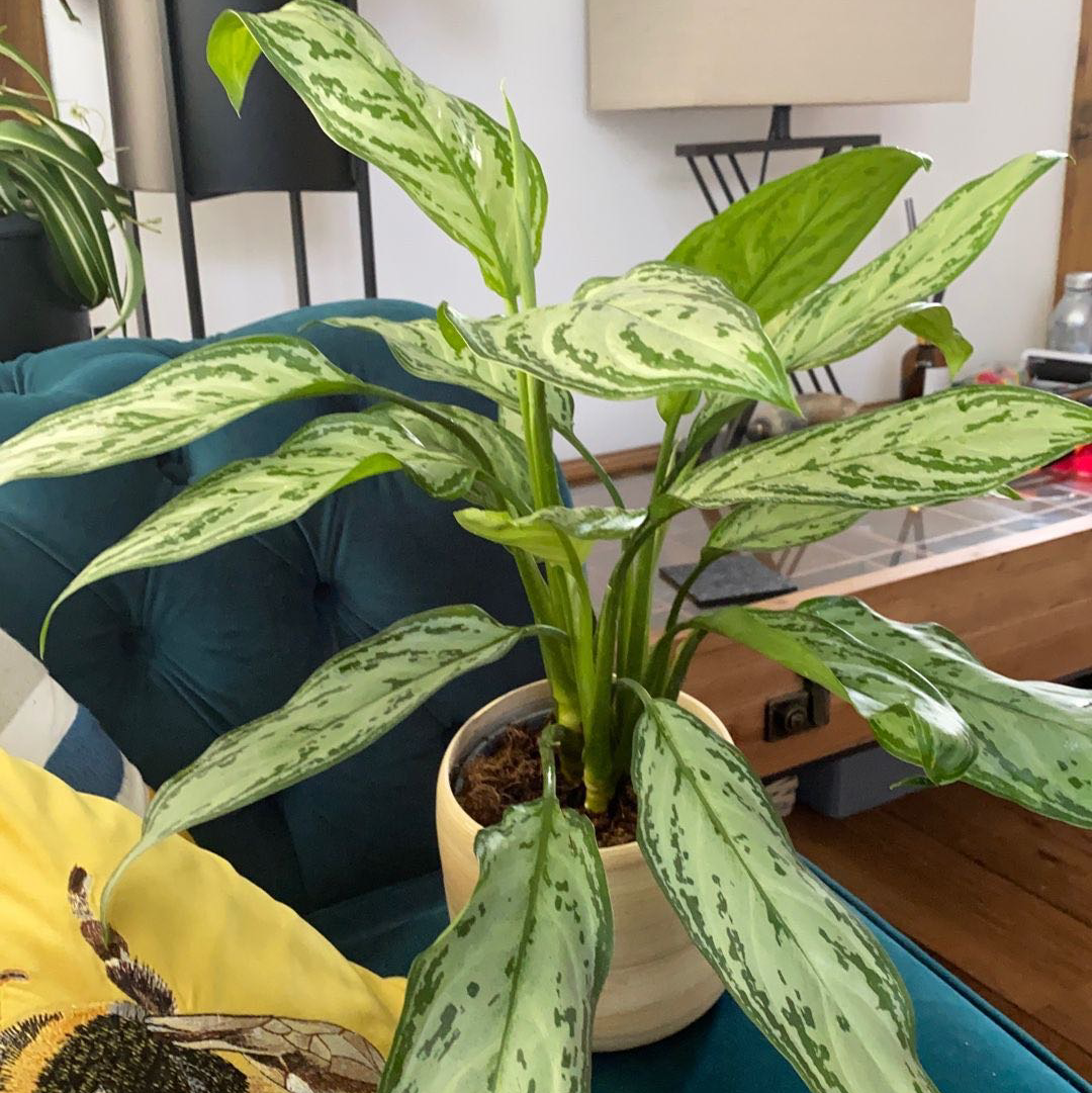 Photo of the plant species Philippines Aglaonema by @MothGoblin named Aggie on Greg, the plant care app