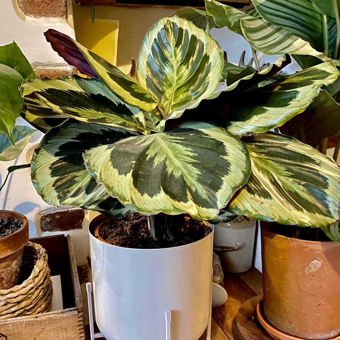 Calathea 'Medallion' plant in a white pot with variegated green leaves.