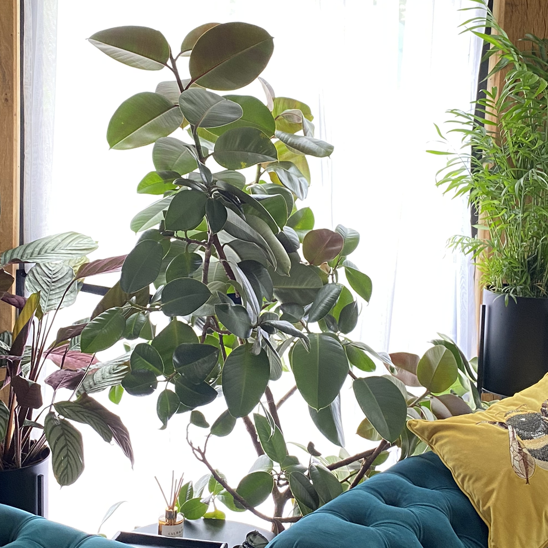 Burgundy Rubber Tree with large, glossy leaves in a well-lit room with other plants.