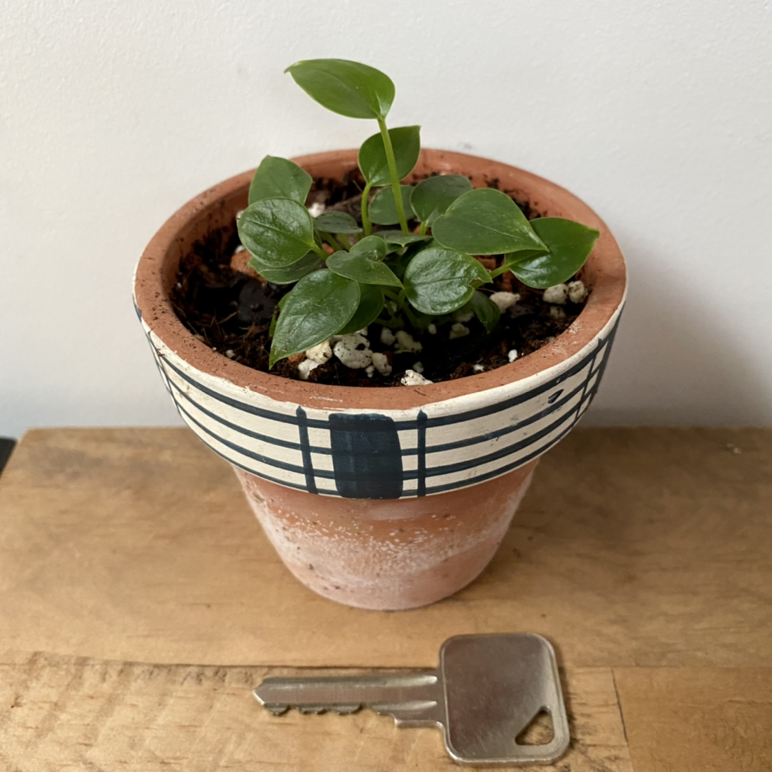 Painter's Palette plant photo by @MothGoblin named Anthea Bebe 1 on Greg, the plant care app.