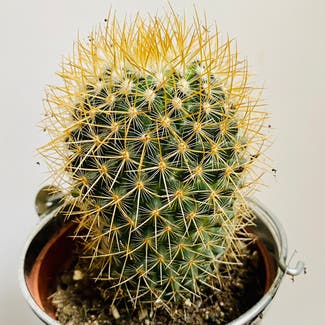Simpson Hedgehog Cactus plant in Dorset, England