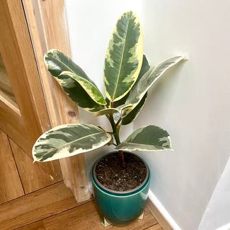 Variegated Rubber Tree plant in Dorset, England