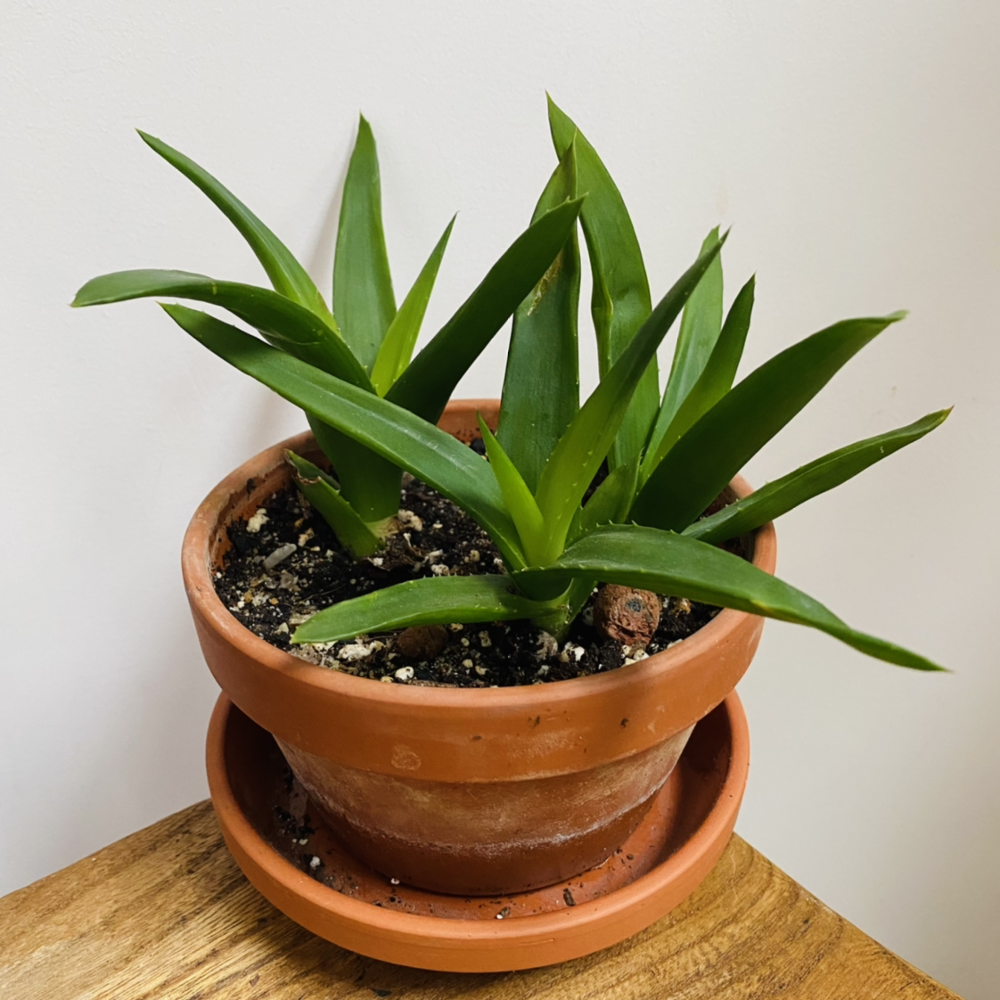 Potted Alworthia 'Black Gem' plant with healthy green leaves.