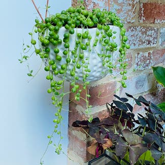String of Pearls plant in Dorset, England