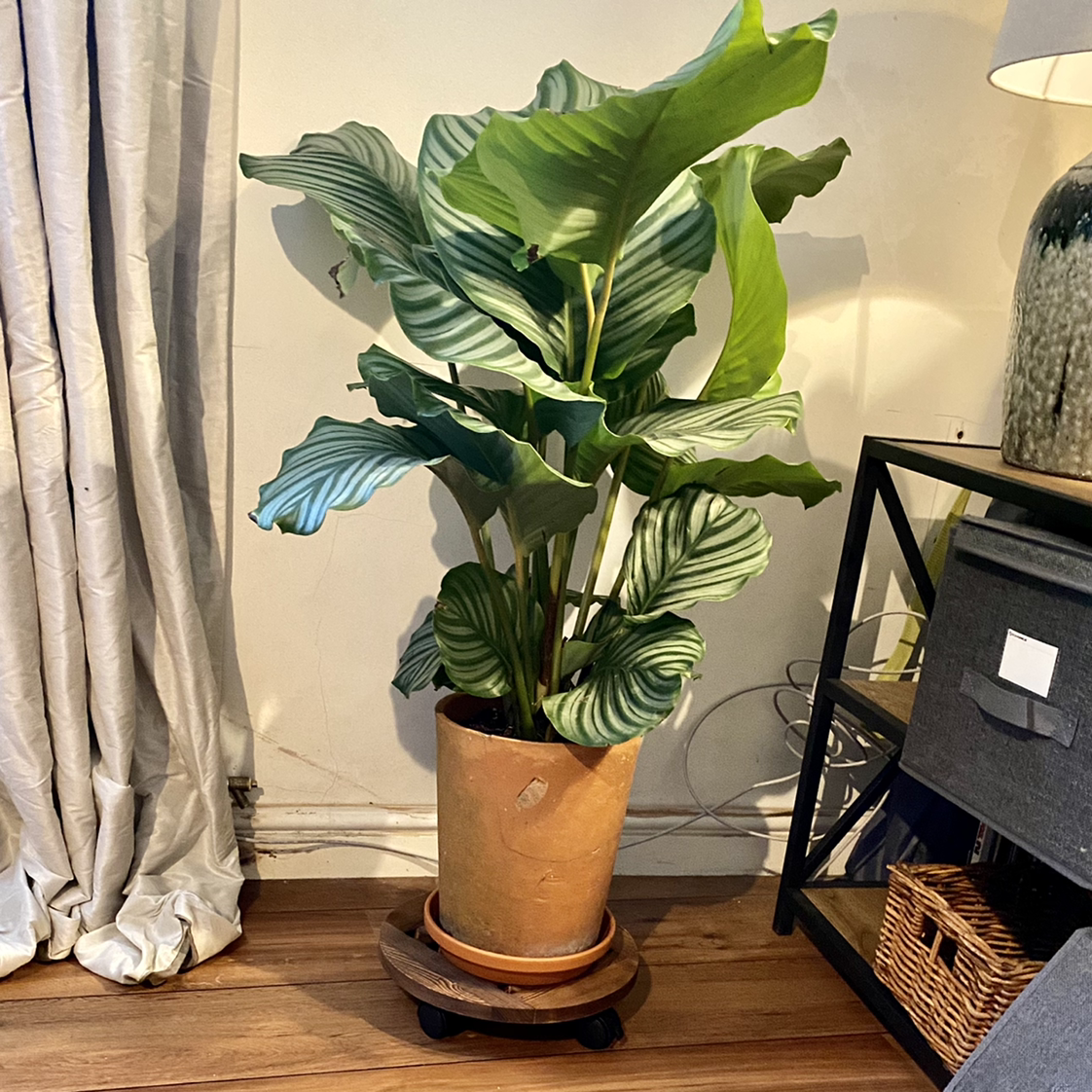 Calathea Orbifolia plant photo by @MothGoblin named Odette on Greg, the plant care app.