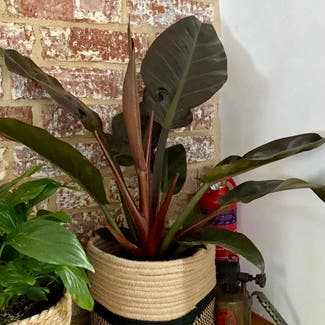 Philodendron 'Imperial Red' plant in Dorset, England