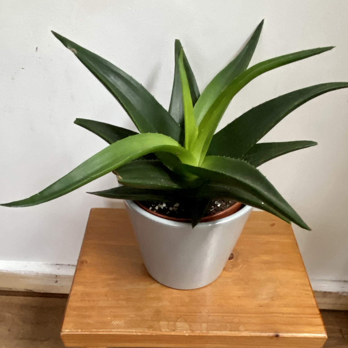 Alworthia 'Black Gem' plant in a pot with healthy green leaves.
