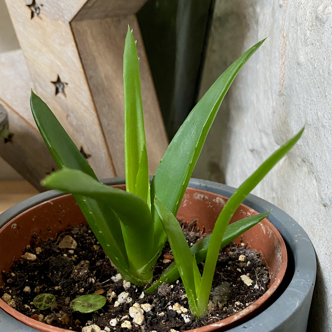 Potted Alworthia 'Black Gem' plant with healthy green leaves and visible soil.