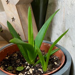 Aloe 'Black Gem' plant