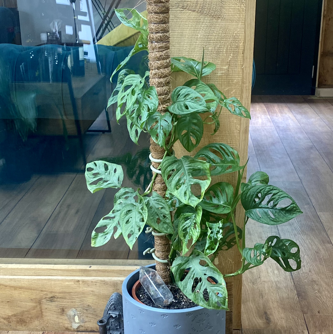 Swiss Cheese Vine plant photo by @MothGoblin named Adonis on Greg, the plant care app.