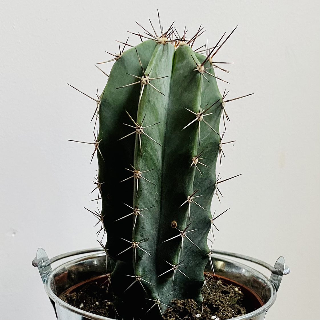 Polaskia chichipe cactus with green ribbed body and spines in a pot with visible soil.