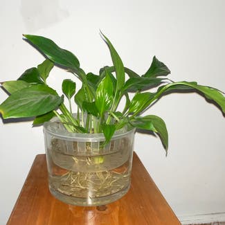 Peace Lily plant in Dorset, England