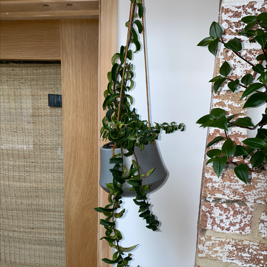 Hanging Twisted Lipstick Plant with dark green leaves, wooden door, and brick wall in the background.