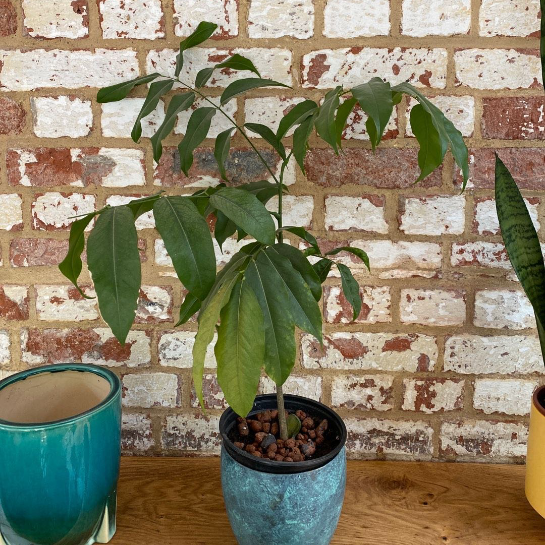 Potted Lucky Bean Tree indoors against a brick wall with some yellowing leaves.