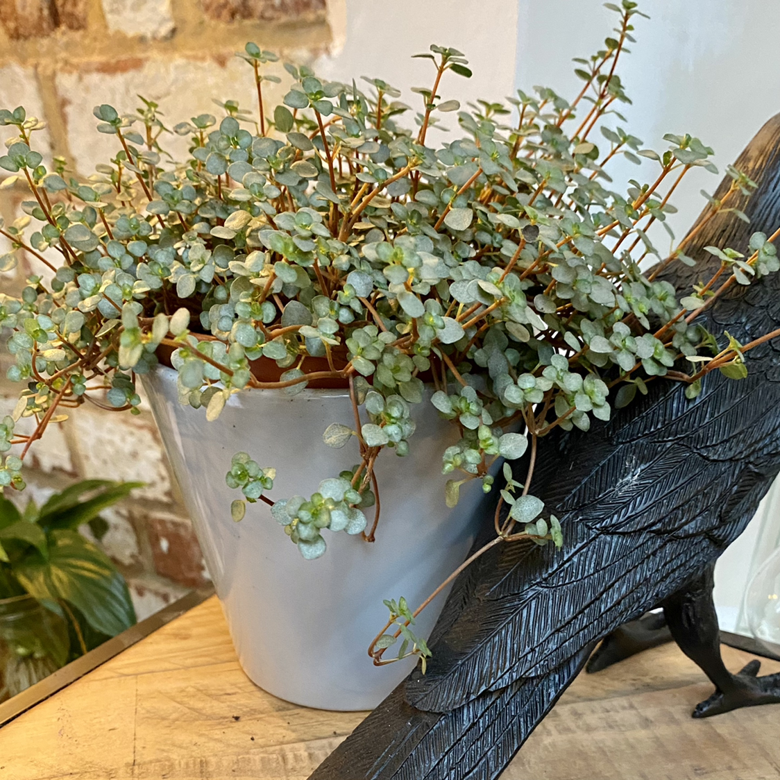 Pilea 'Silver Sparkle' plant in a pot, healthy with silver-green leaves.