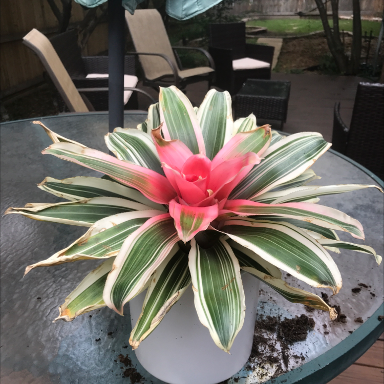 Blushing Bromeliad with variegated leaves and a central pink rosette, some leaf tips browning, potted on a glass table outdoors.