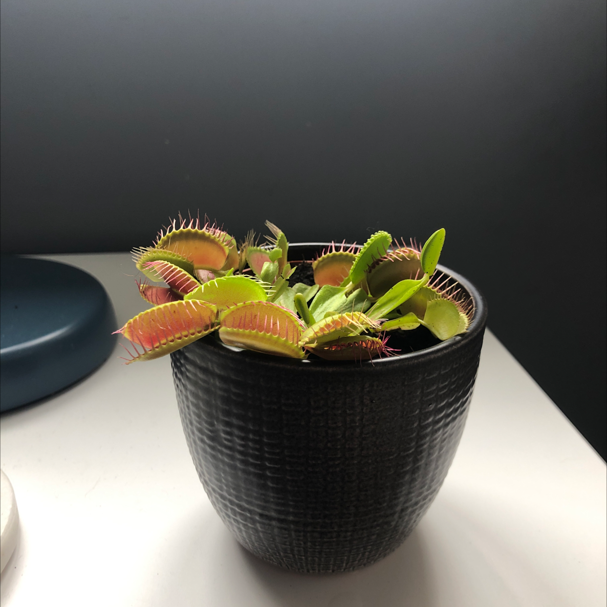 Photo of the plant species Red Piranha by Caoimhe named Venus Flytrap on Greg, the plant care app