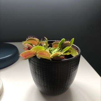Venus Fly Trap plant in Exeter, England