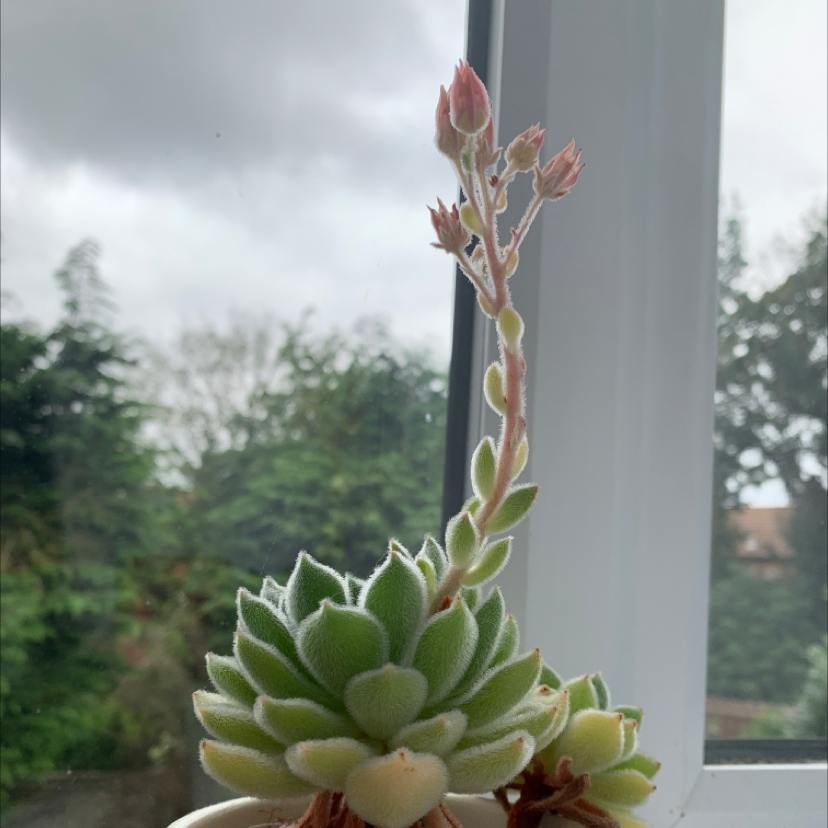 Photo of the plant species Mexican Firecracker by @dai707 named Planty McPlantface on Greg, the plant care app
