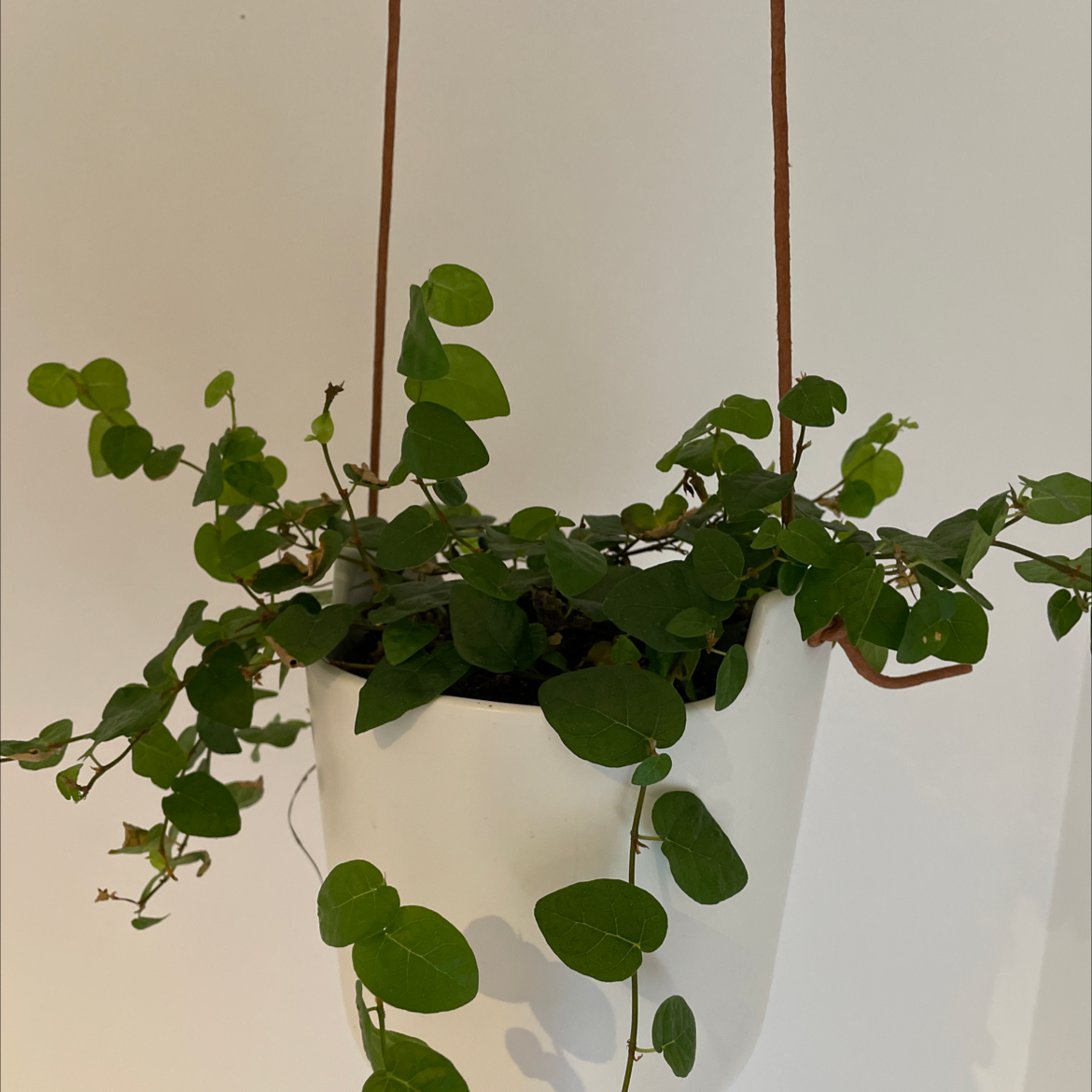 Healthy Creeping Fig plant with small green leaves growing densely along trailing vines, hanging in a basket.