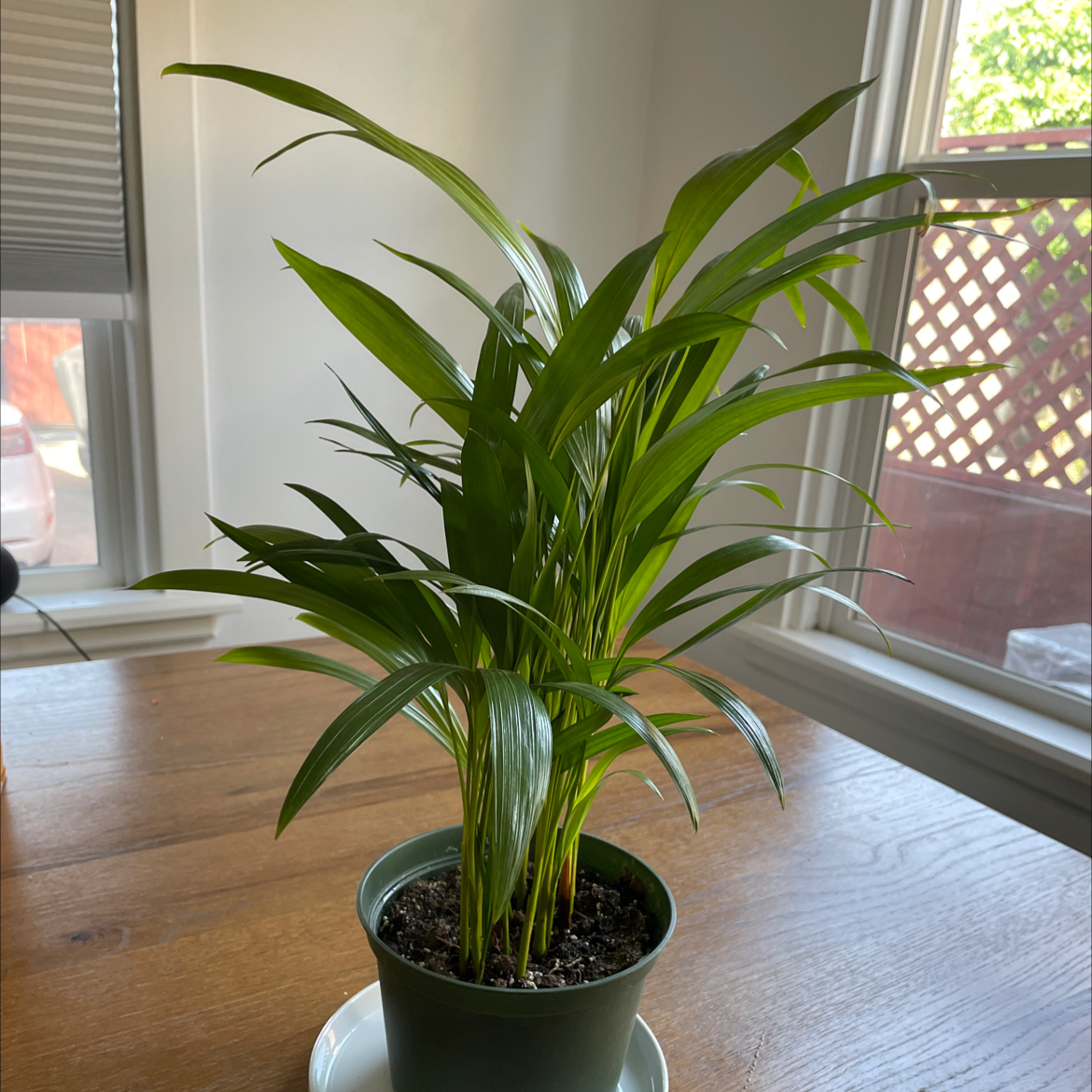 Thriving Kentia Palm with lush green arching fronds, potted in light-colored container on table in front of window.