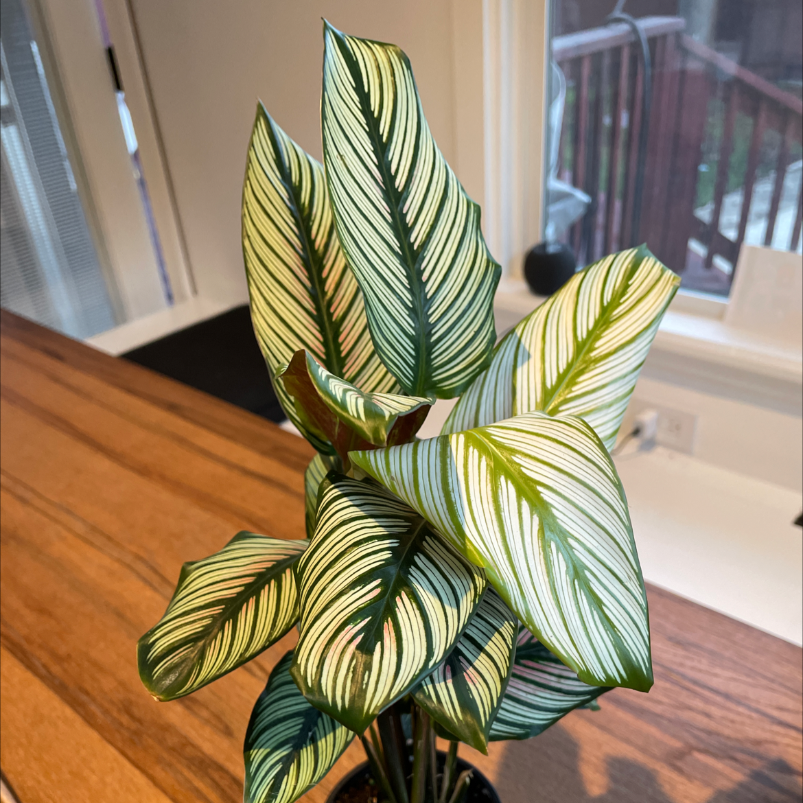 Goeppertia majestica plant with patterned leaves, healthy appearance.