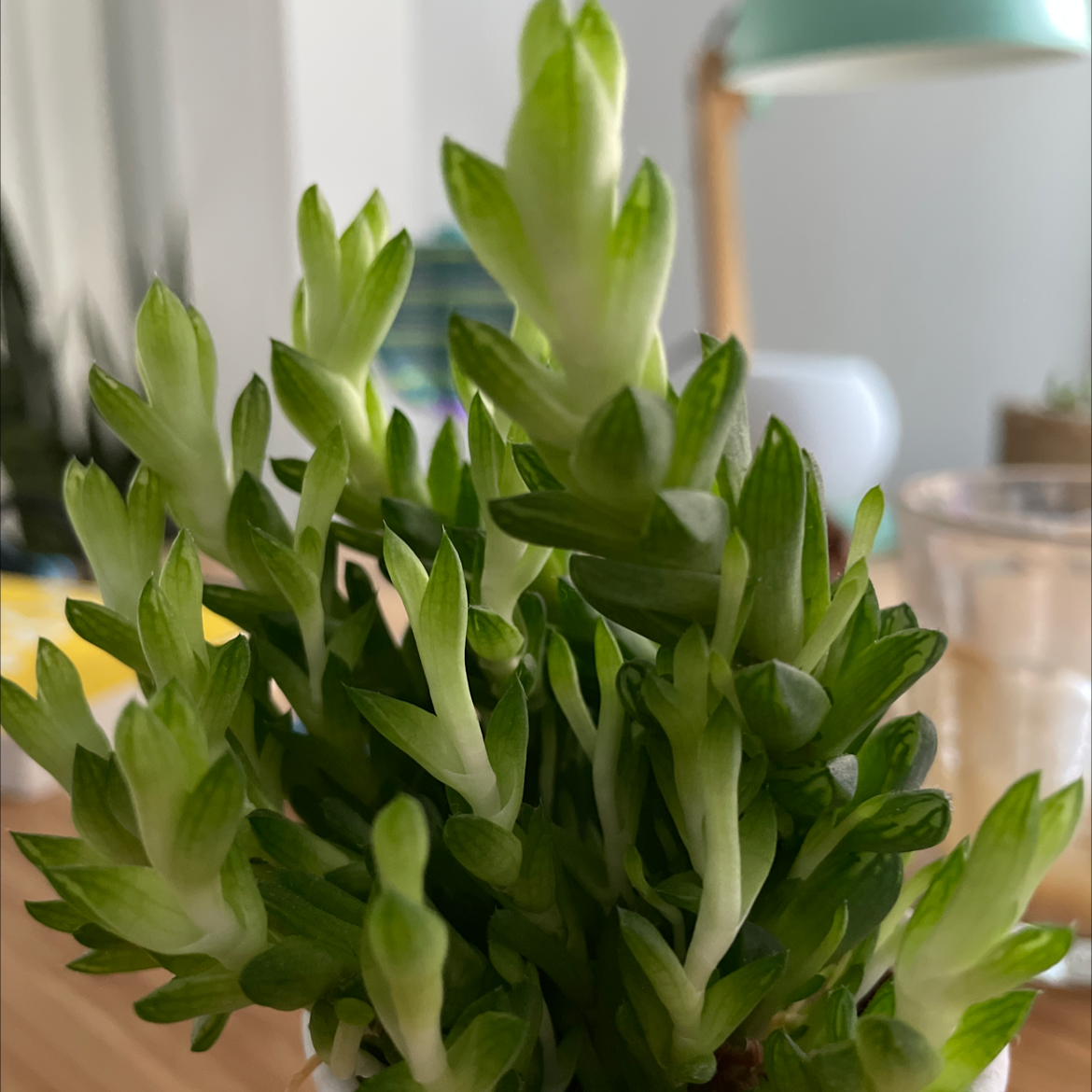 Haworthia 'Obtusa' plant with healthy green leaves, indoors.