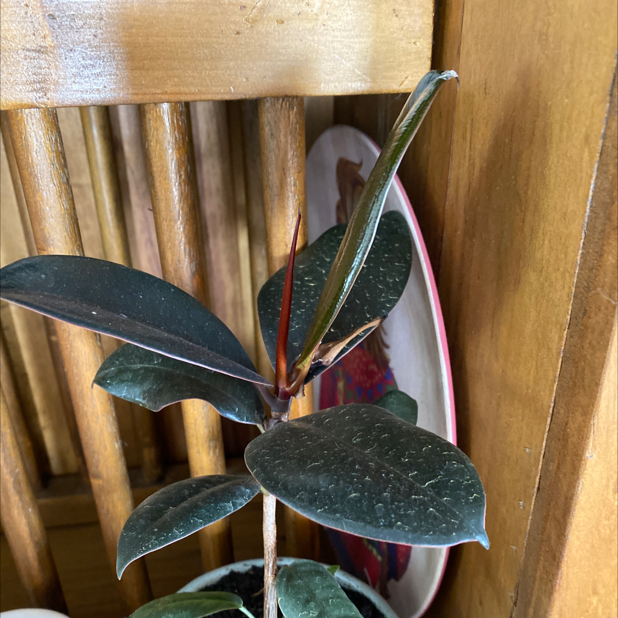 Burgundy Rubber Tree with dark green leaves against a wooden background.