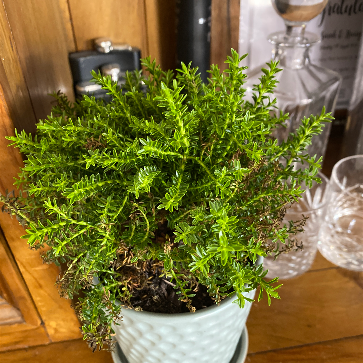 Photo of the plant species Veronica 'Emerald Green' by Sarah named Herbie on Greg, the plant care app