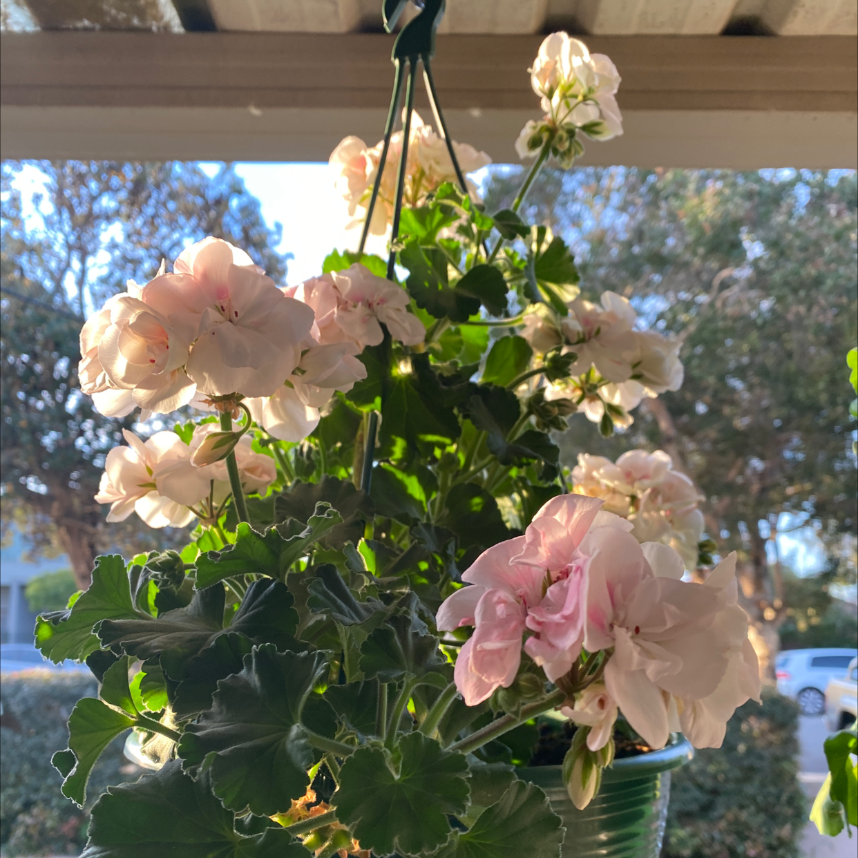 Hanging pot of Ivy Geranium with blooming flowers and vibrant green leaves.