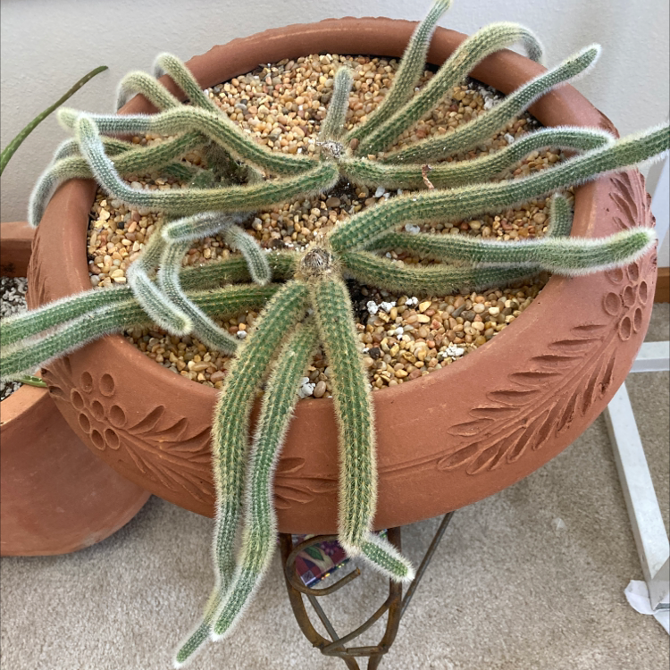 Potted Mexican Night-Bloom Cereus with long, thin, green stems in a terracotta pot with pebbles.