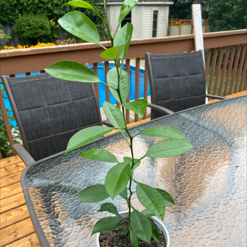 Healthy Calamondin plant on a glass table outdoors with vibrant green leaves.