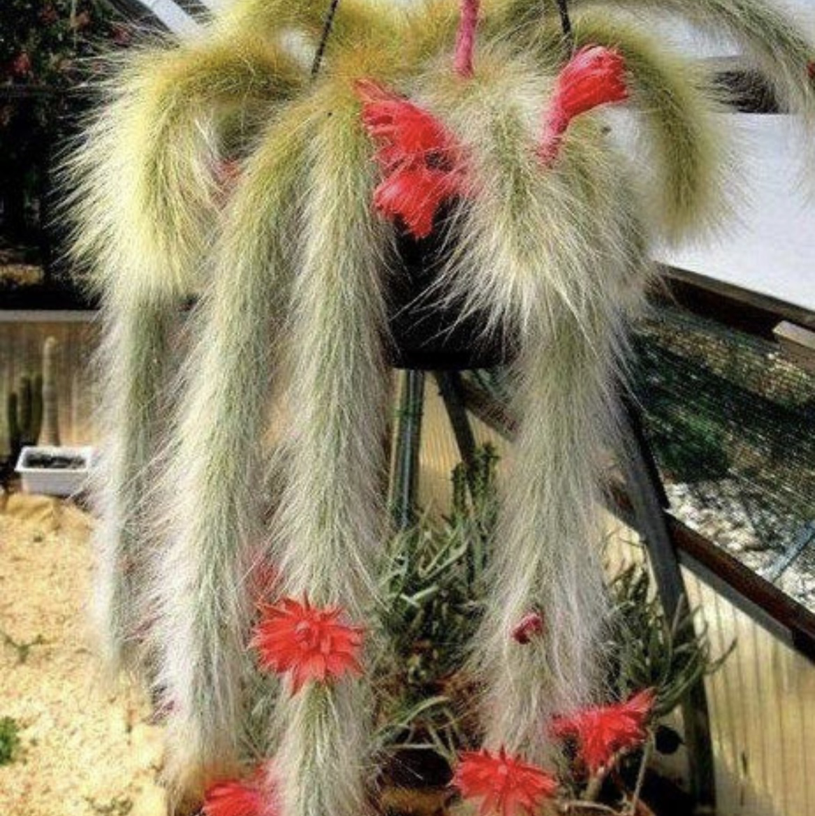 Photo of the plant species Monkey Tail Cactus by @CallaFrost named Monkey on Greg, the plant care app