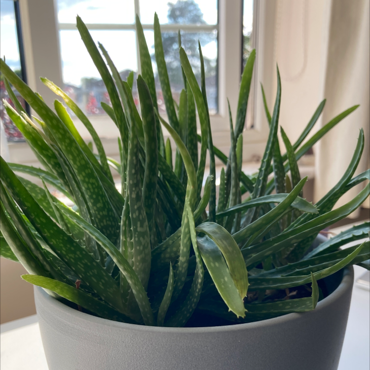 Aloe vera plant photo by @smegma named Bichael on Greg, the plant care app.